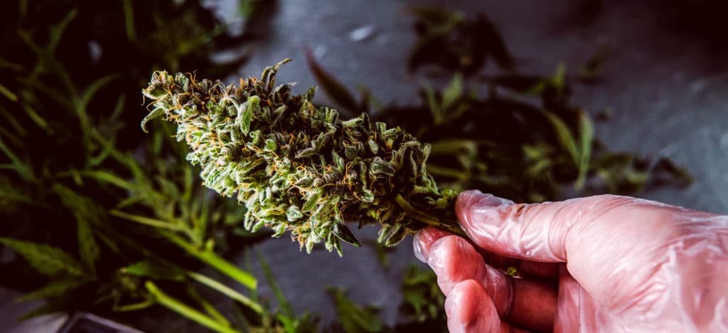 Delta 8 THC - CBG flower - smokeable hemp flower