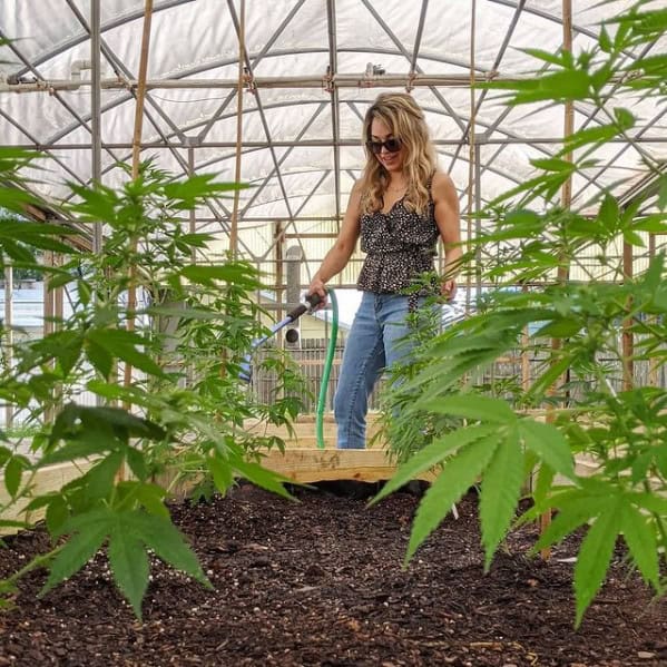 Bulk CBD Flower