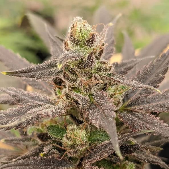 Bulk CBD Flower - CBG Flower