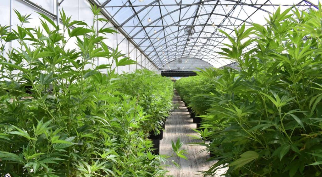 Why Does Weed Make You Paranoid?