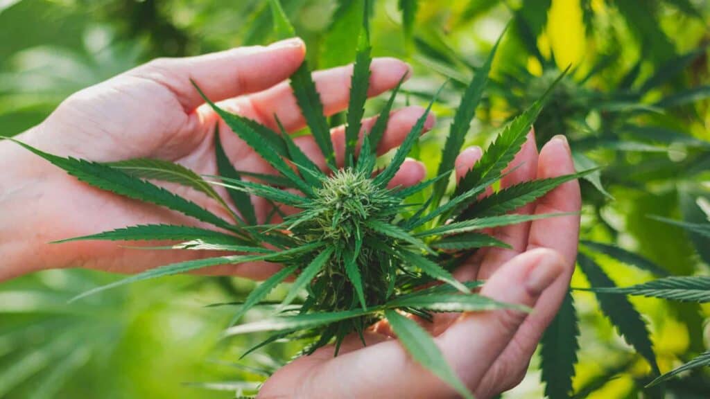 Can You Fly with CBD?
