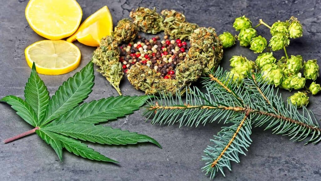 CBD Strain Review: Lifter - Chronic Guru