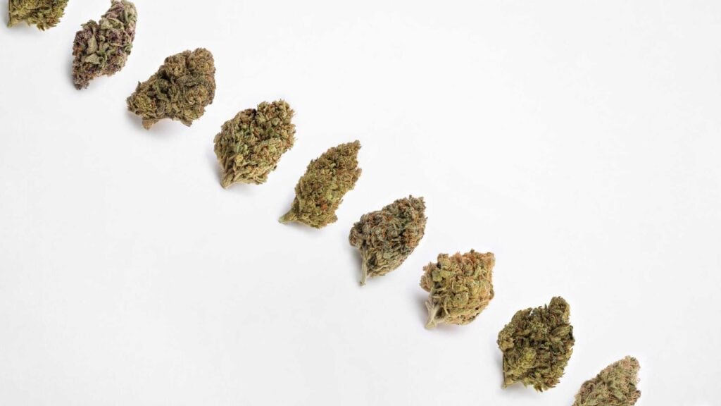 CBD Strain Review: Lifter - Chronic Guru