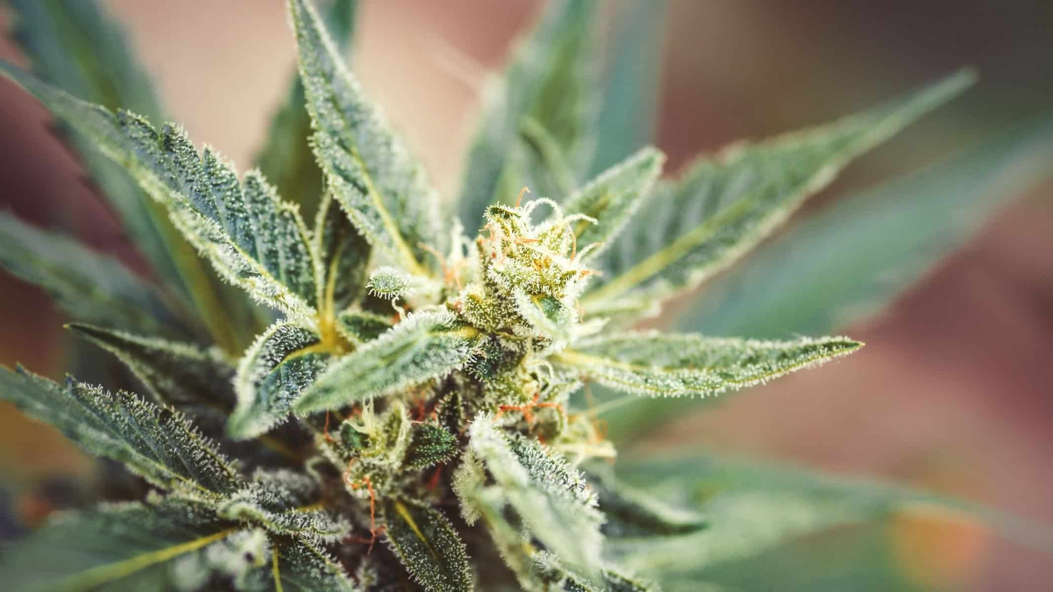 CBD strain review: Lifter