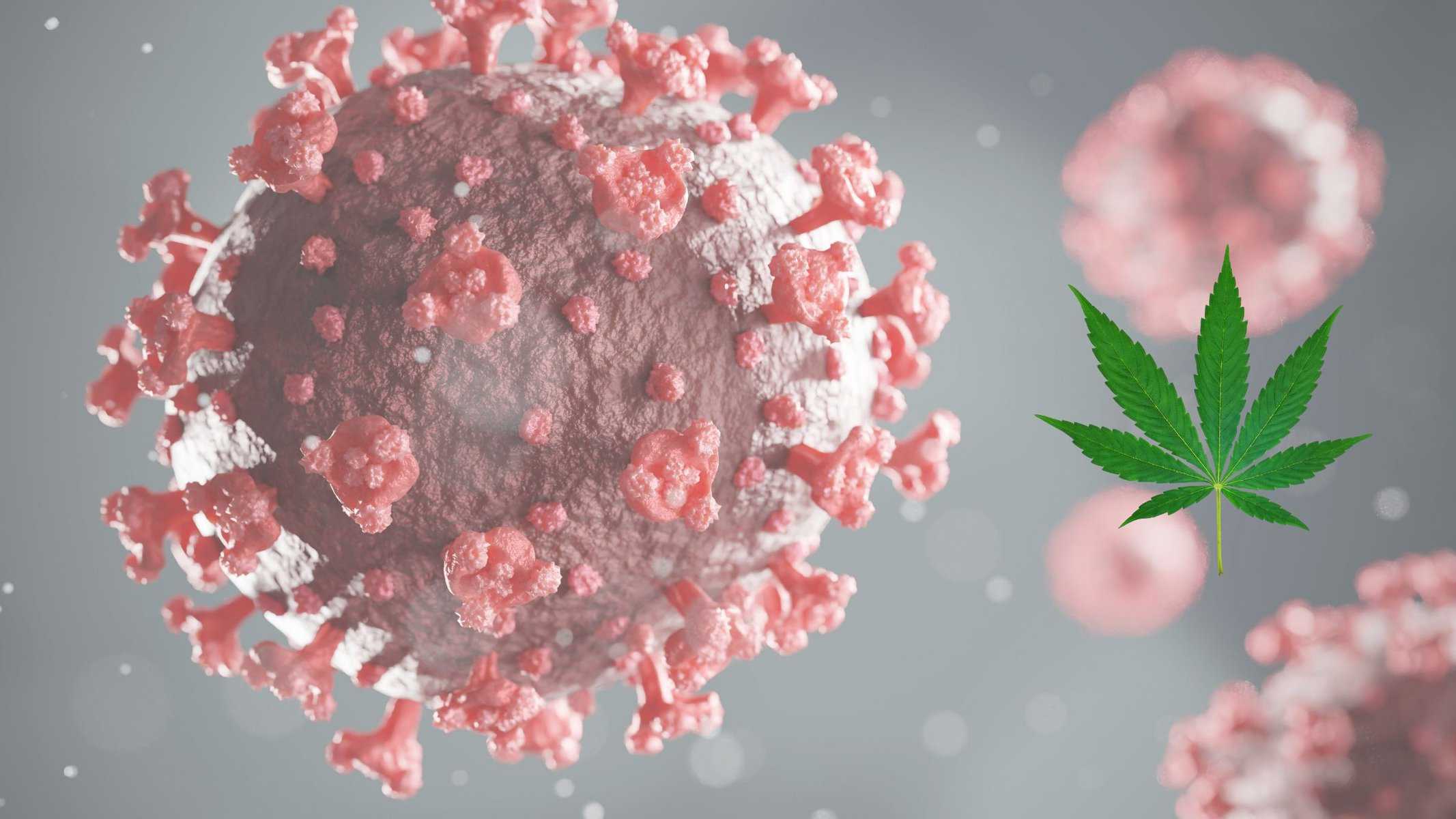 Covid-19 and CBGA: A Potential Treatment?