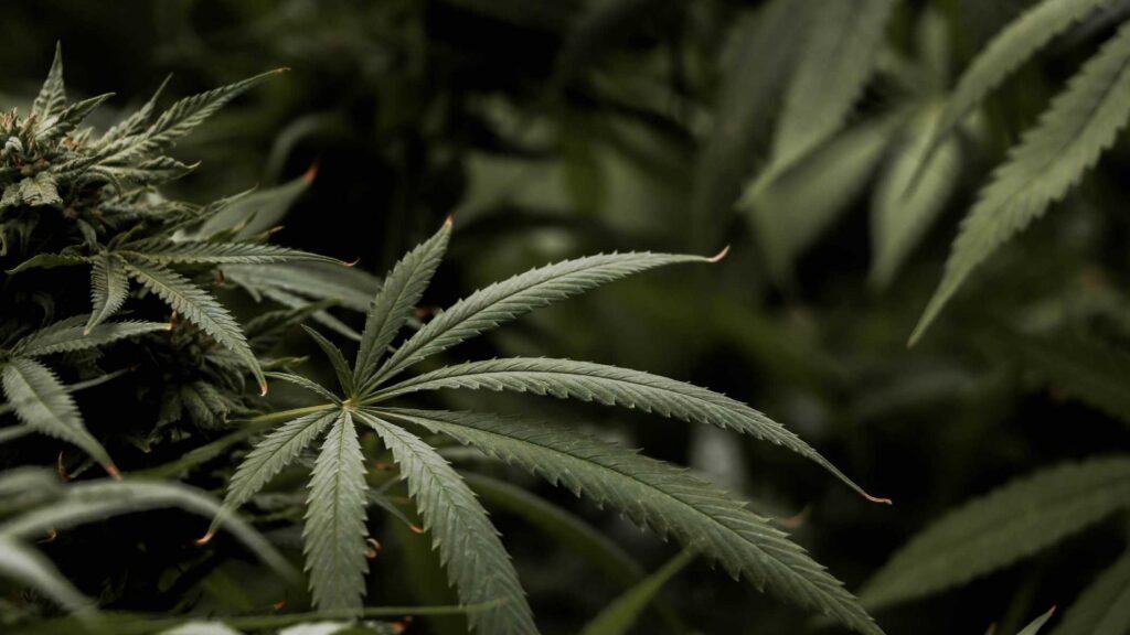 cannabis leaves