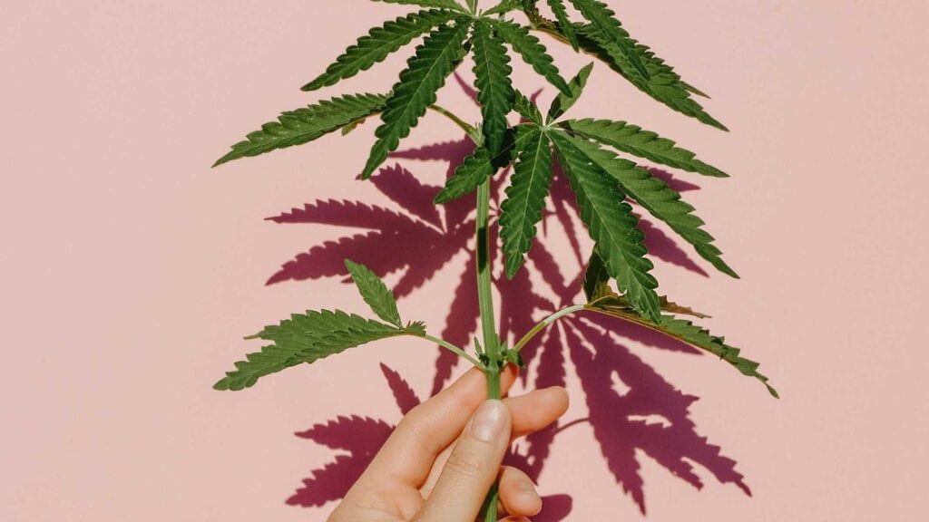 CBD vs. Delta 10 THC