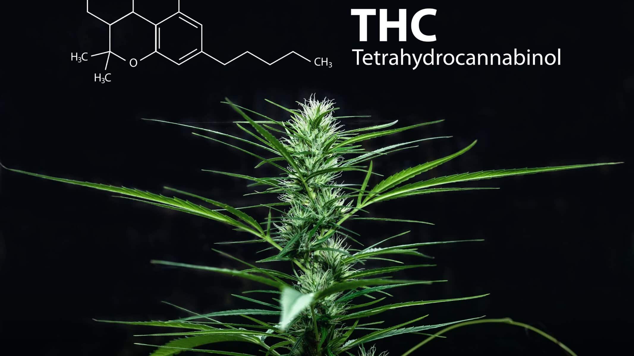 Delta-9 THC what is it?