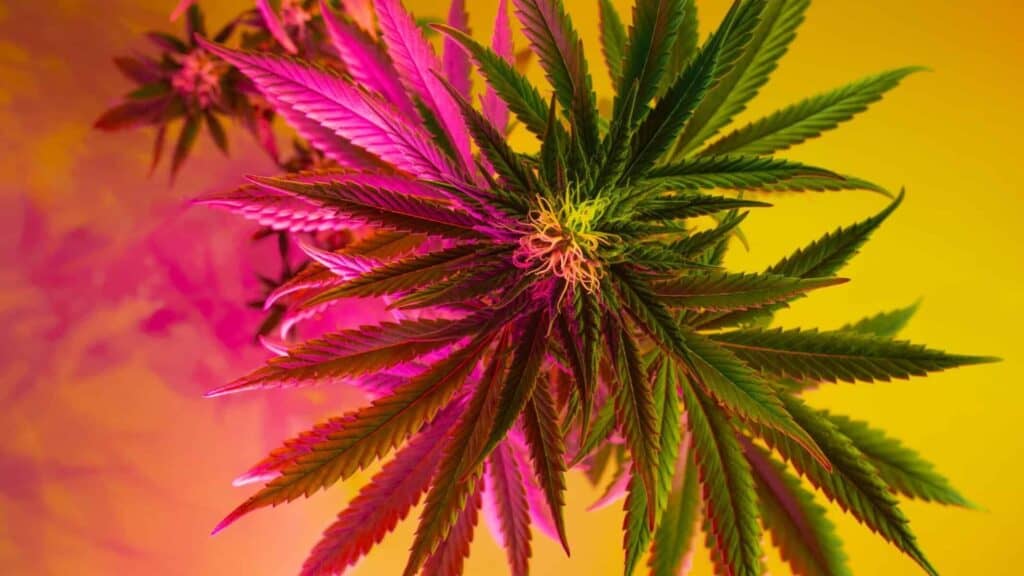cannabis plant