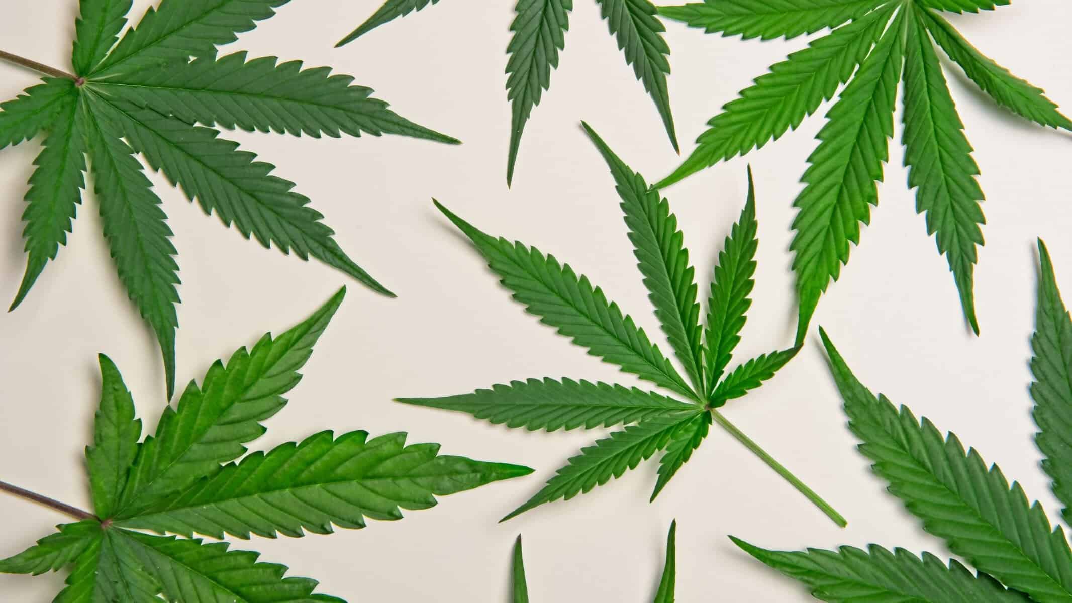 Is Delta 8 Synthetic?