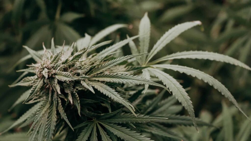 Marijuana’s Legal Gray Area