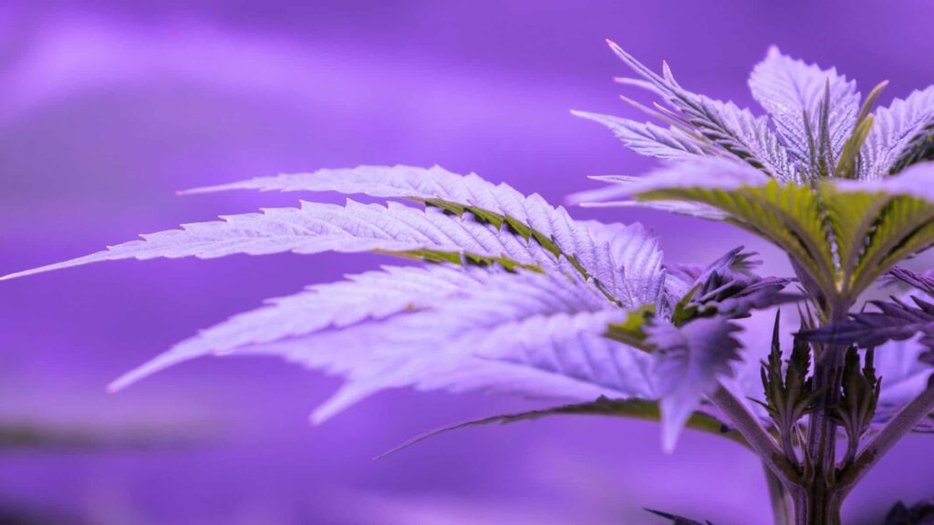 Marijuana - The High-THC Cannabis