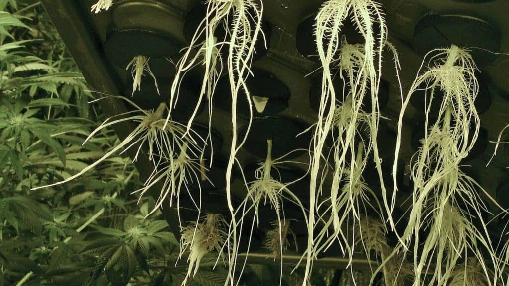aeroponic weed