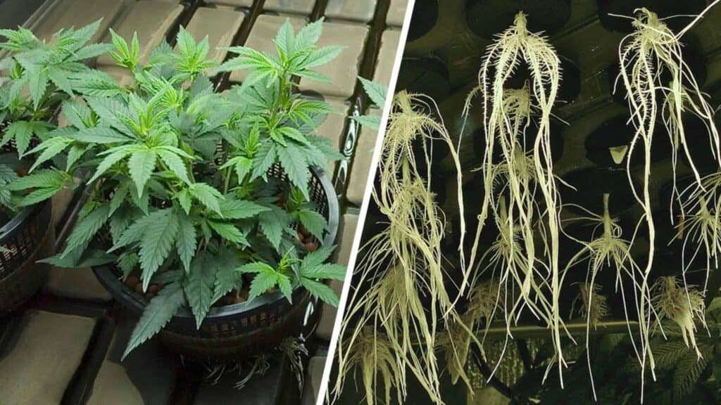 aeroponic weed