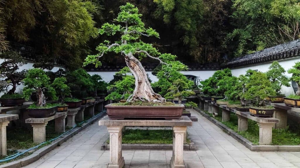Cannabis Bonsai: How To Grow Your Own - Chronic Guru