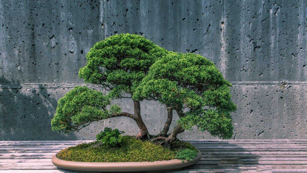 Cannabis Bonsai: How To Grow Your Own - Chronic Guru