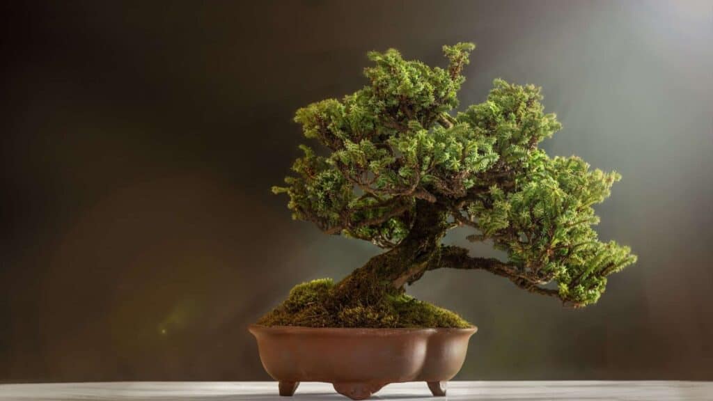Cannabis Bonsai: How To Grow Your Own - Chronic Guru