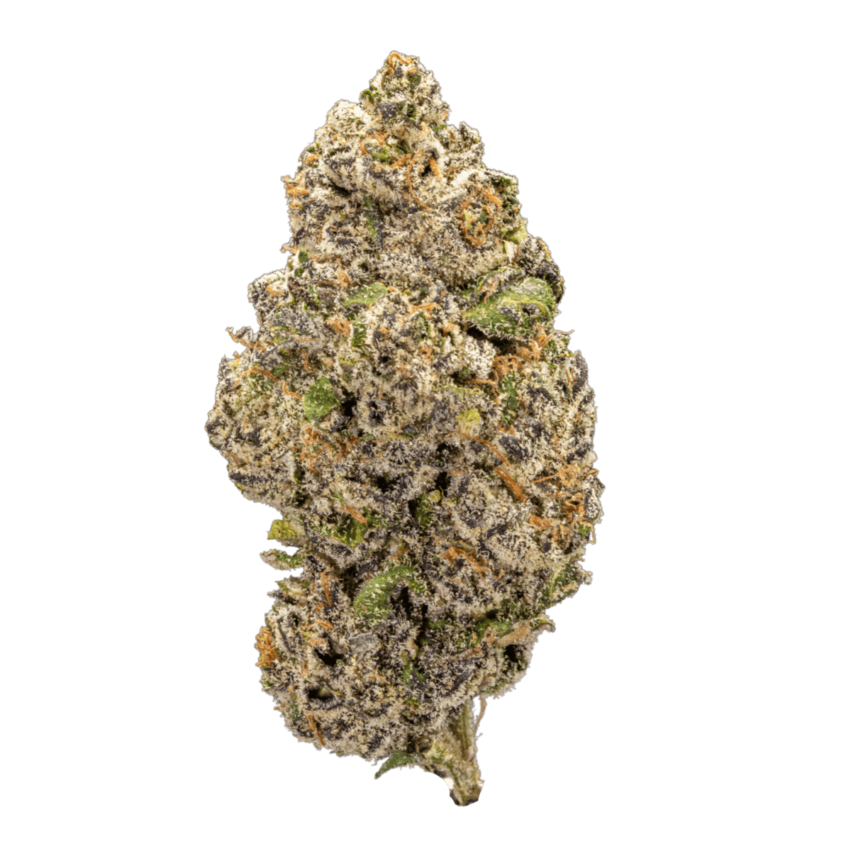 purple fritter strain