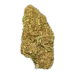 tropic thunder weed strain