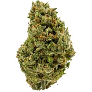 northern lights strain of weed
