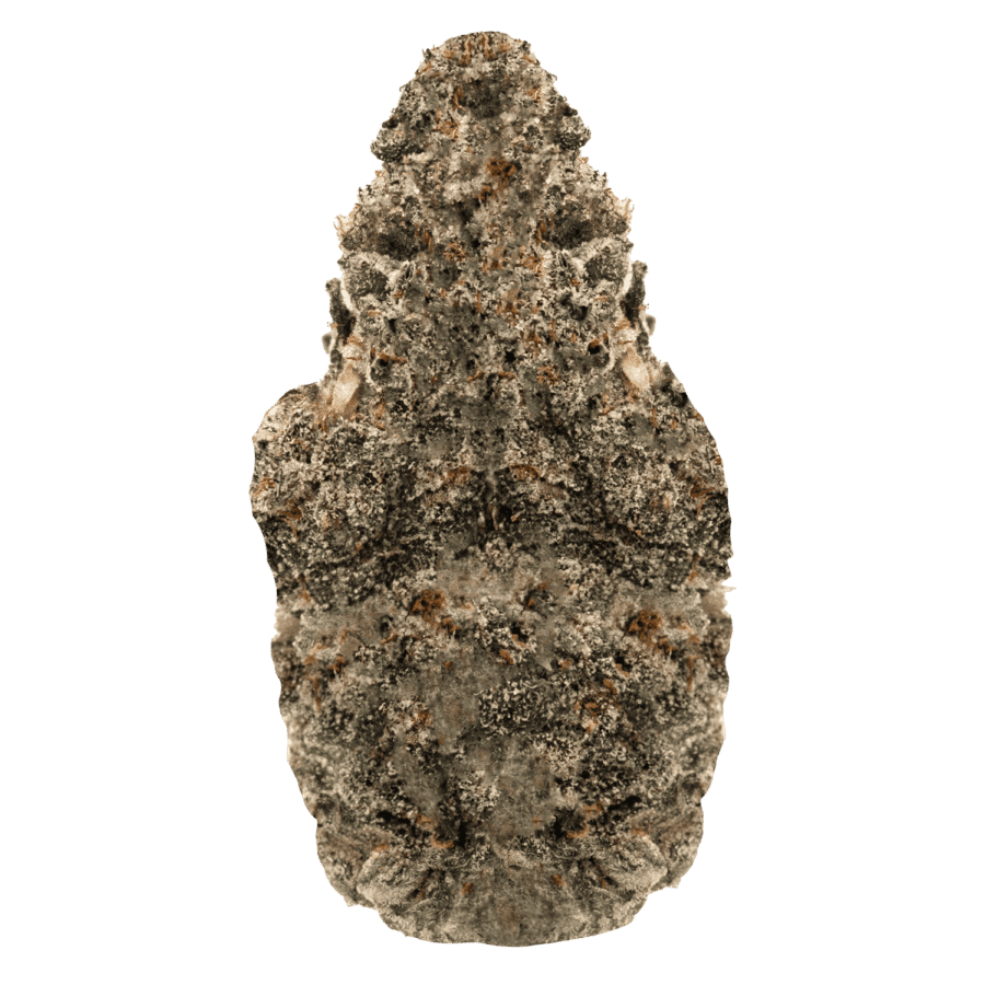 Truffle Oreoz Strain - WEB Truffle Oreoz Strain