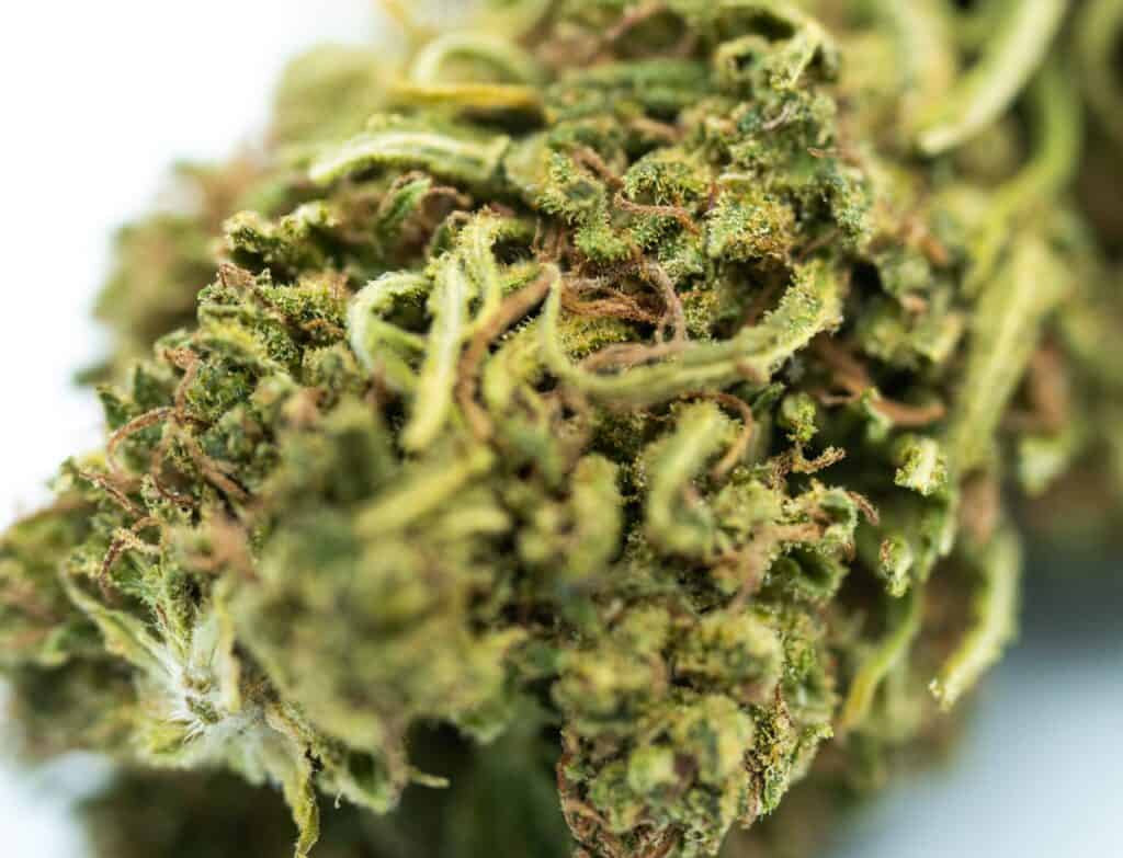 How to Spot High-Quality Cannabis Flower Like a Pro