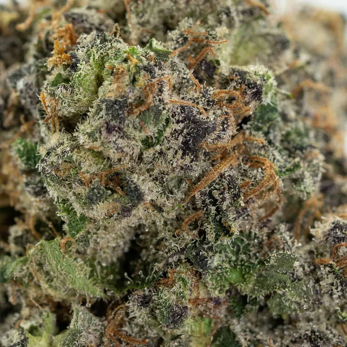 Alien Cookies - Image 2