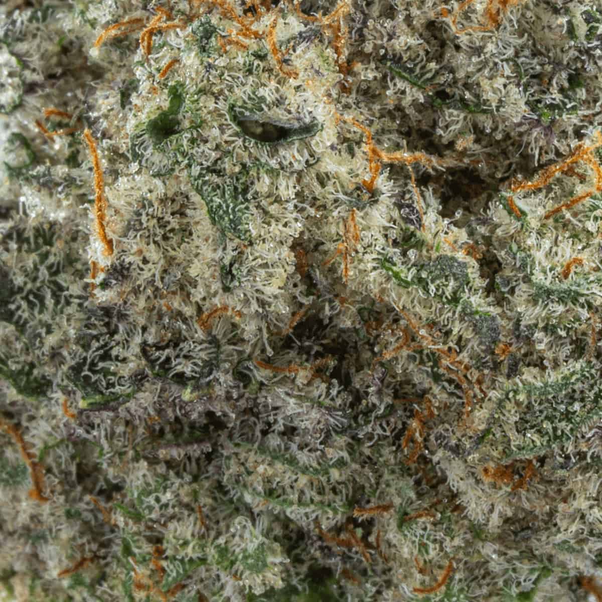 MAC 1 Strain - Chronic Guru Farms