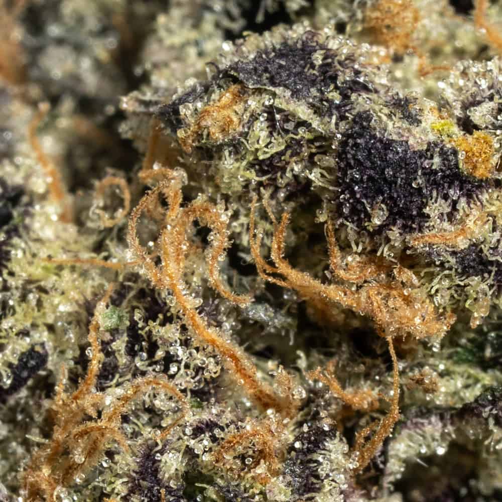 Martian Candy Strain - Chronic Guru