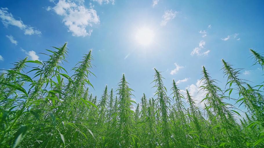 hemp environmental benefit
