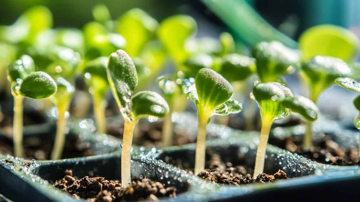 Germination Tips for Stored Seeds