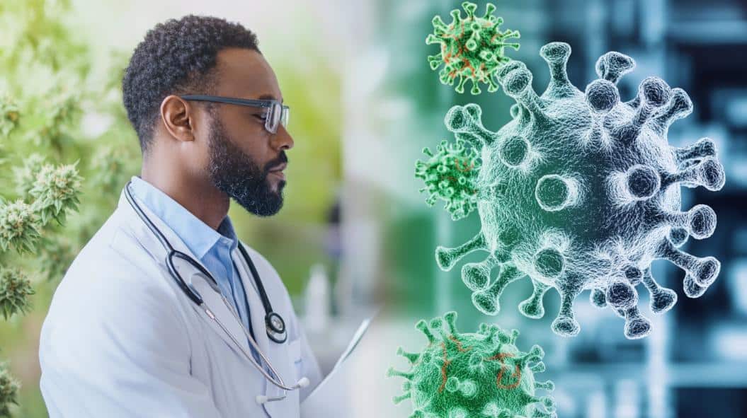 Cannabis and Viral Infections