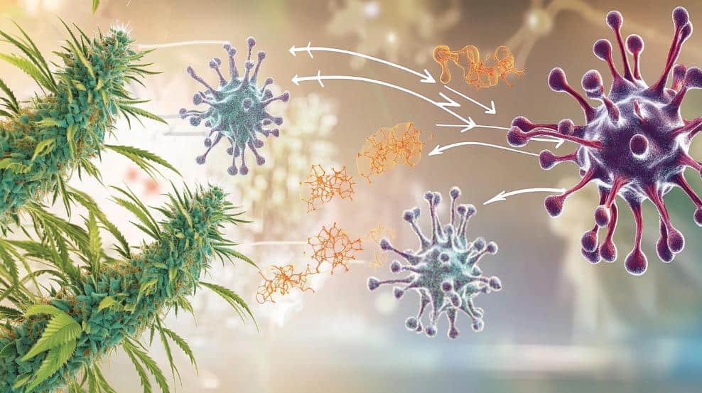 Immune System Modulation Mechanisms