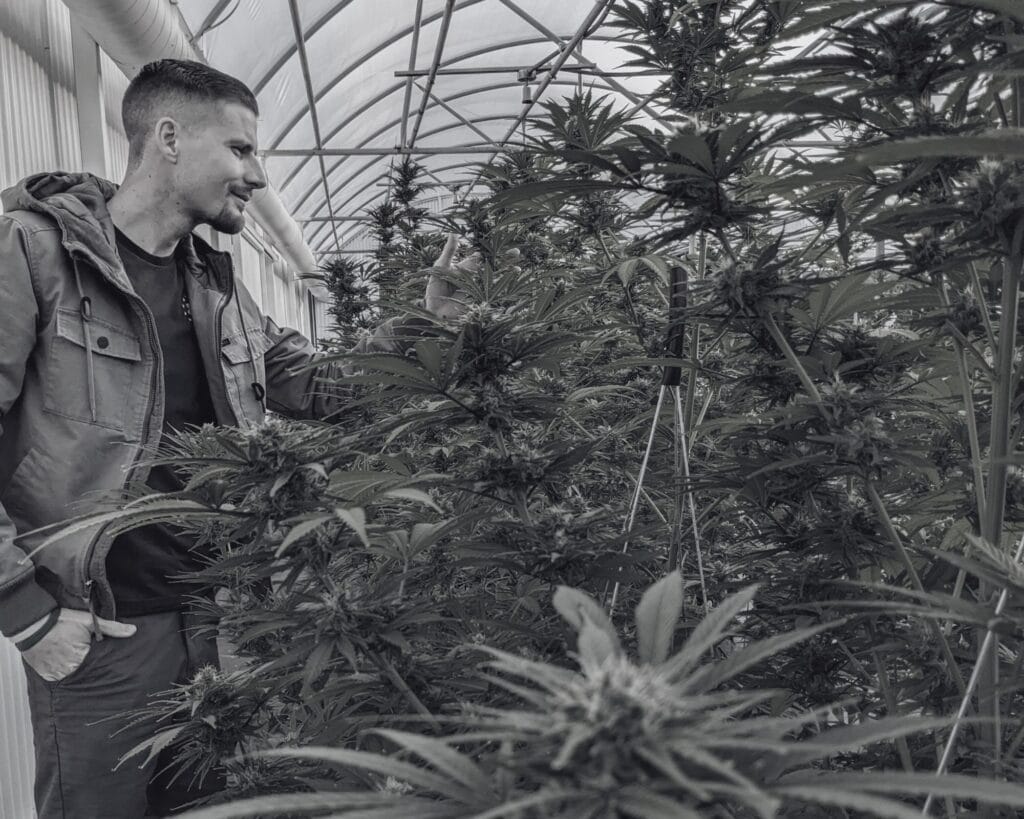 About Chronic Guru 1 - Patrick O'Brien - Cannabis Dispensary (1)