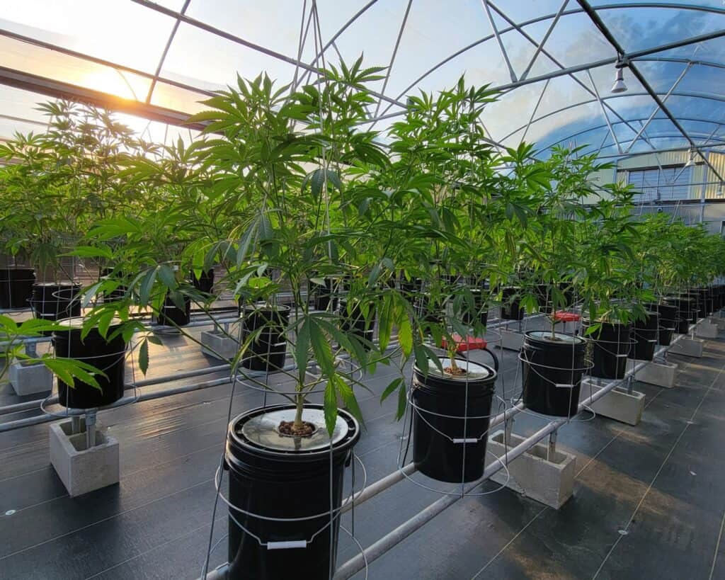 About Chronic Guru 13 - Patrick O'Brien - Cannabis Dispensary