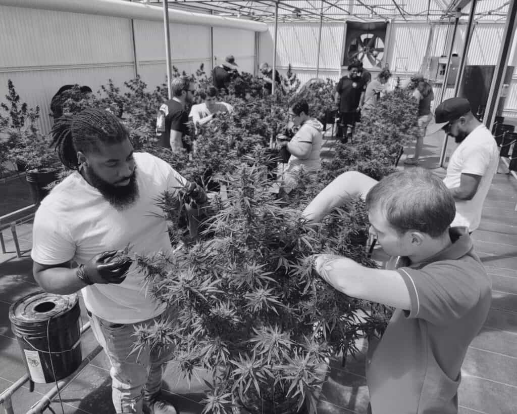 About Chronic Guru 7 - Patrick O'Brien - Cannabis Dispensary