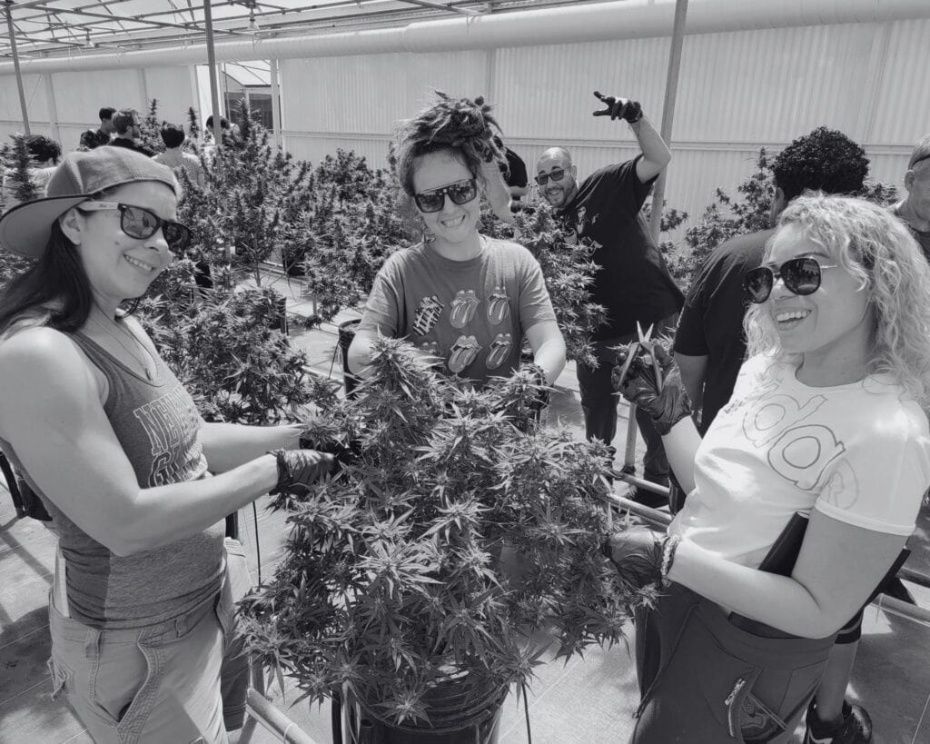 About Chronic Guru 6 - Patrick O'Brien - Cannabis Dispensary