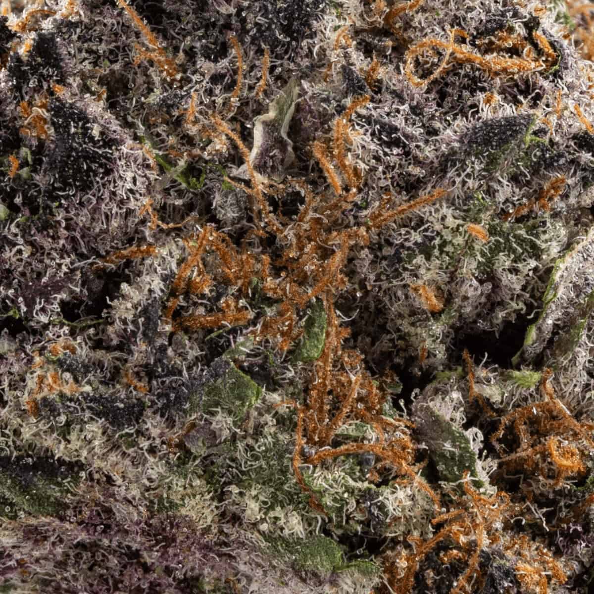 Triple Cherry - Image 2