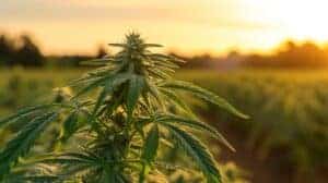 Best Cannabis Strains to Pair with Irish Whiskey