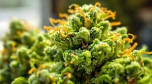 Energetic Sativa Weed Strains for St. Patrick's Day Fun