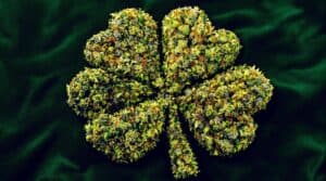 The Essentials Understanding Cannabis and St. Patrick's Day Pairings