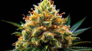 Close-up of a vibrant cannabis bud covered in trichomes and orange pistils, highlighting terpene and cannabinoid richness.