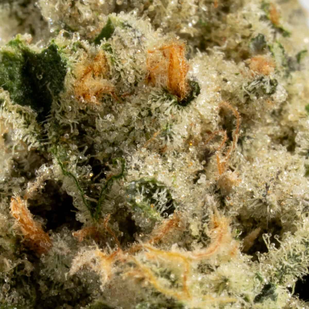 White Wedding - Image 2