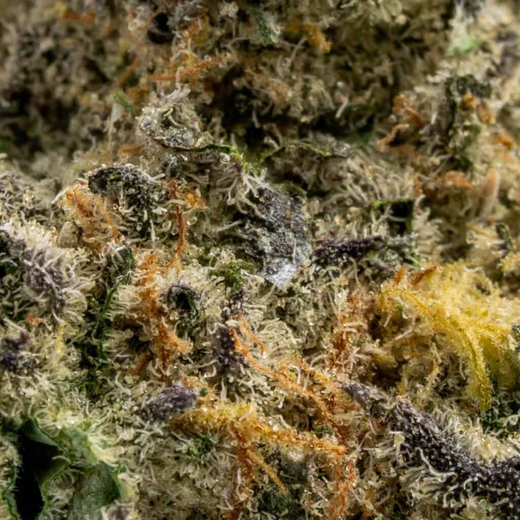 Lilac Diesel Chronic Guru 