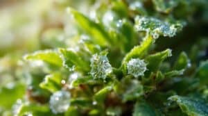 Pain Relief Through Low-Dose Cannabis Administration