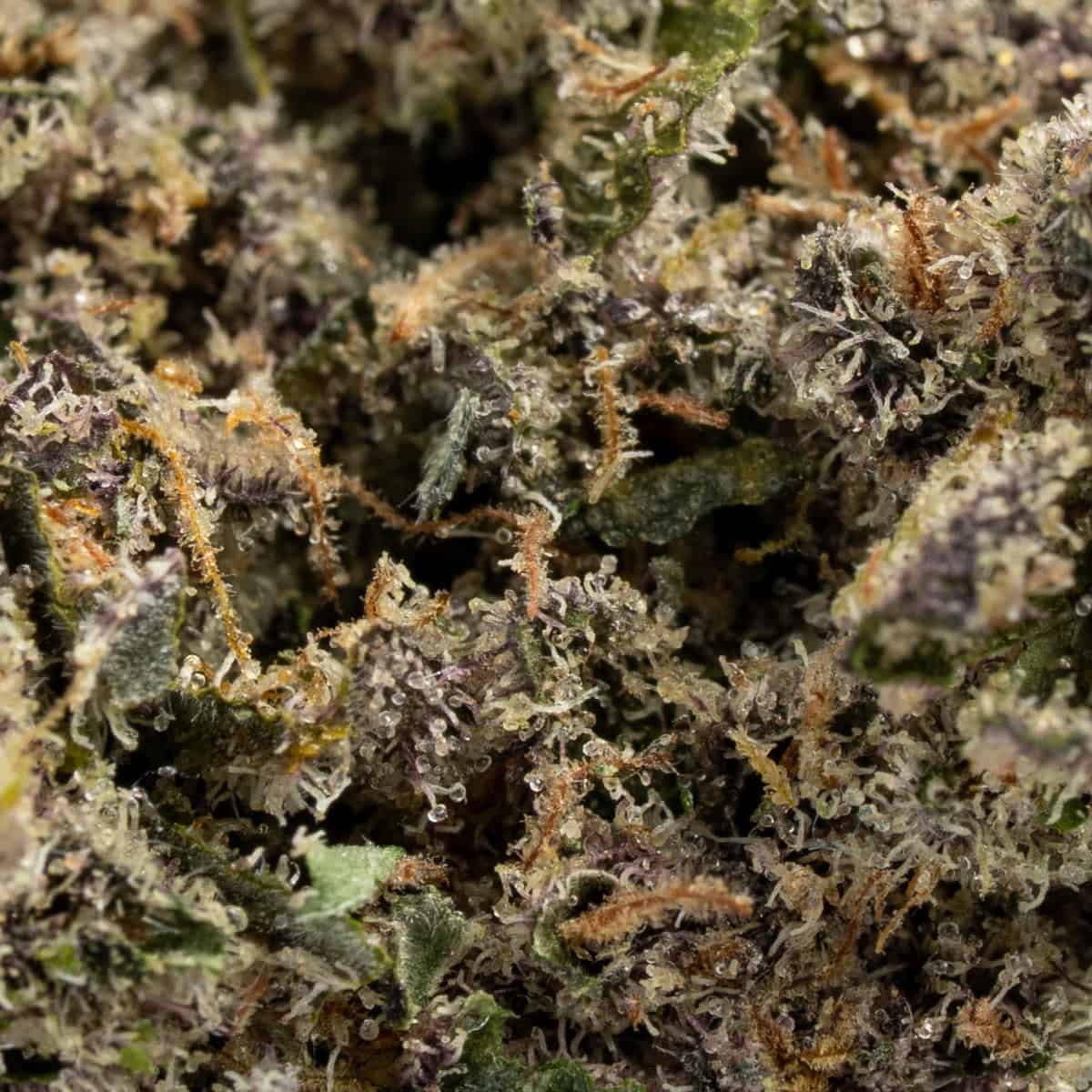 Big Chillz - Image 2