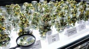 Science Behind Overhyped Cannabis strain Marketing