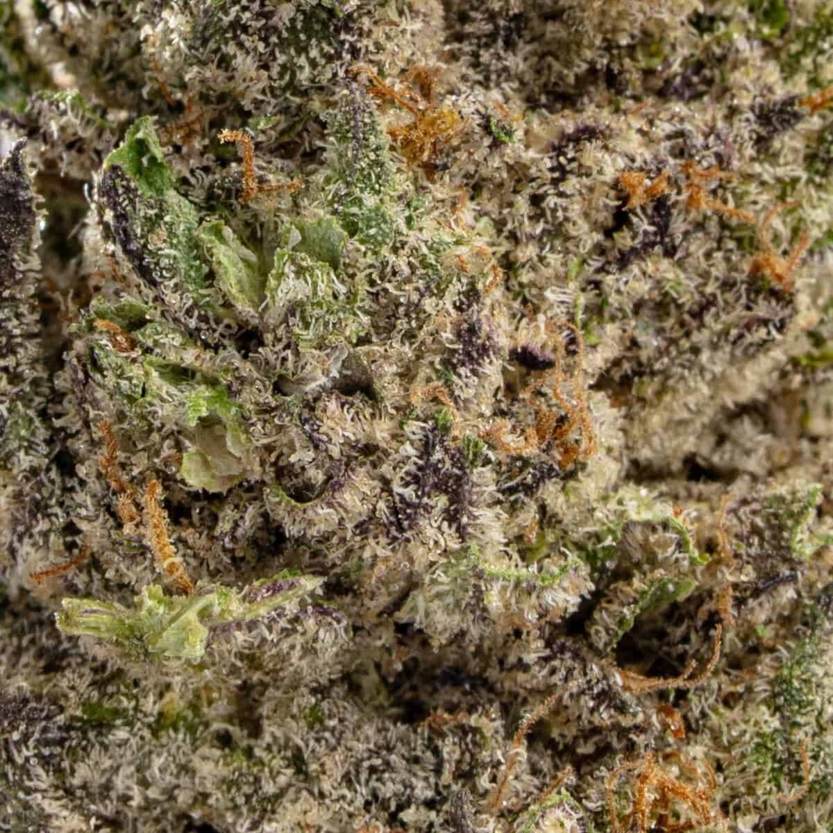 Watermelon Punch - Image 2