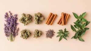 Flat lay of cannabis buds, lavender, cinnamon sticks, mint, and related herbs arranged on a pale background to highlight common terpene sources.