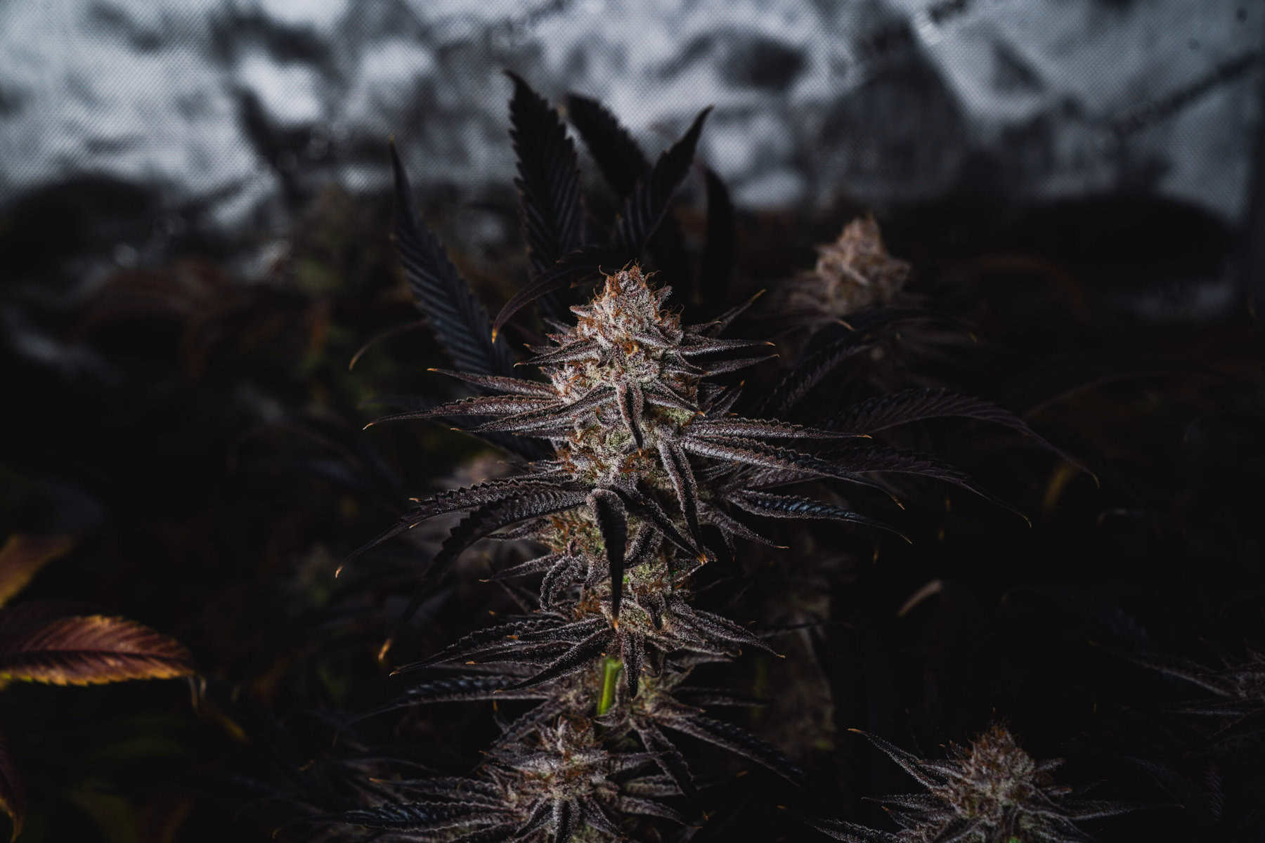 Trichome-Heavy Strains: The Frostiest Weed Worth Smoking